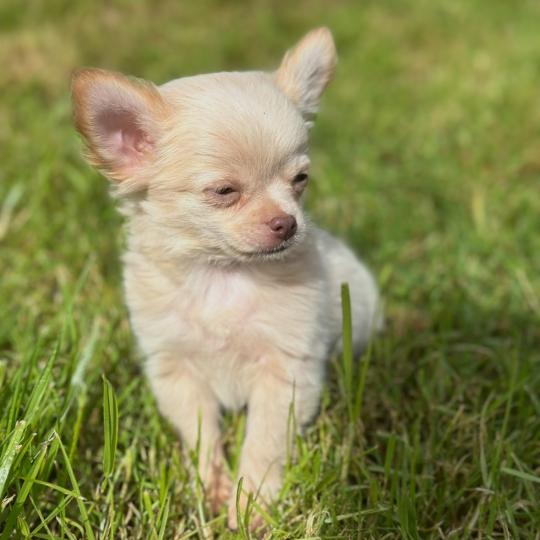 chiot Chihuahua Poil Long Creme M3 Des Pierres de Lune  