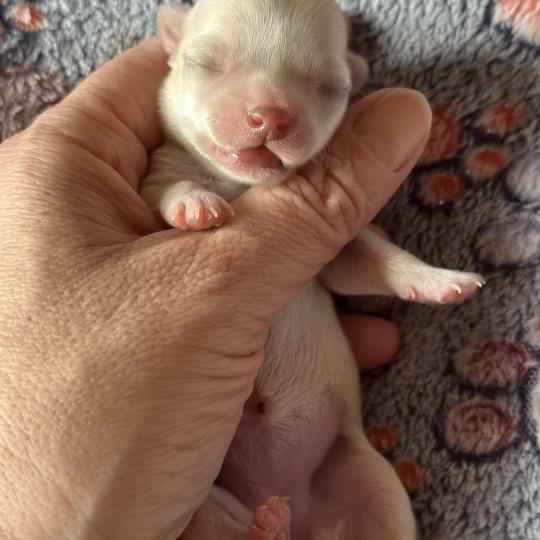 2e chiot (Portée Vik ❤ U2 2026) - Femelle Crème Femelle Chihuahua Poil Court