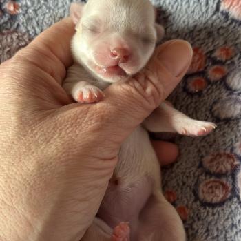 2e chiot (Portée Vik ❤ U2 2026) - Femelle Crème Femelle Chihuahua Poil Court