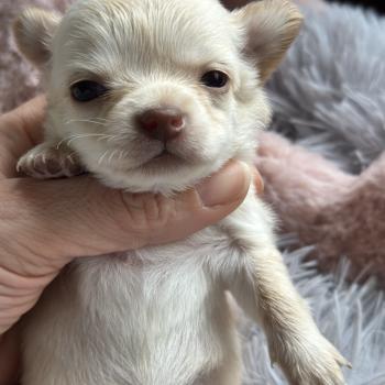 F4 Femelle Chihuahua Poil Long