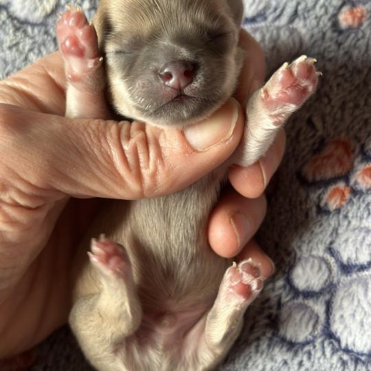 3e chiot (Portée Vik ❤ U2 2026) - Mâle Lavande Mâle Chihuahua Poil Long