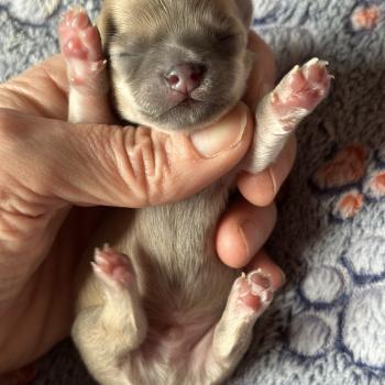 3e chiot (Portée Vik ❤ U2 2026) - Mâle Lavande Mâle Chihuahua Poil Long