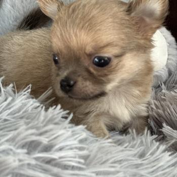 M1 Mâle Chihuahua Poil Long