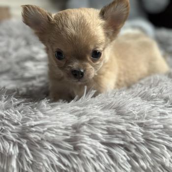 M1 Mâle Chihuahua Poil Long