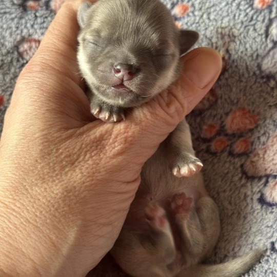 4e chiot (Portée Vik ❤ U2 2026) - Femelle Lavande Femelle Chihuahua Poil Long