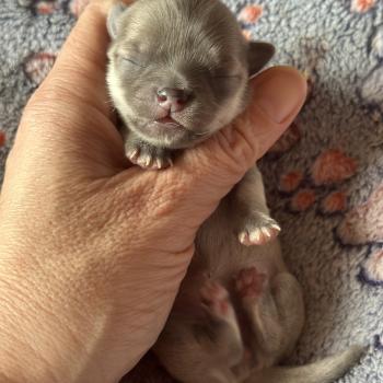 4e chiot (Portée Vik ❤ U2 2026) - Femelle Lavande Femelle Chihuahua Poil Long