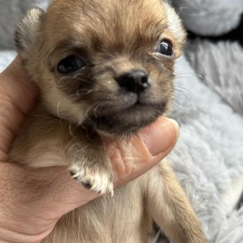 M2 Mâle Chihuahua Poil Court