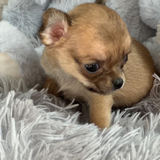 chiot Chihuahua Poil Court Fauve charbonnee M2 Des Pierres de Lune  