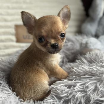 M2 Mâle Chihuahua Poil Court