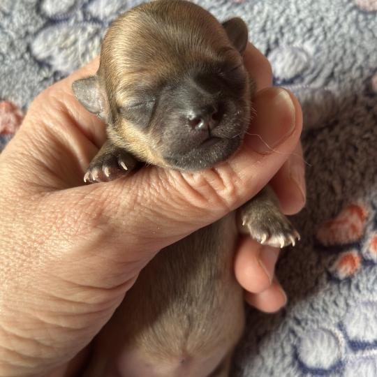 chiot Chihuahua Poil Court Fauve charbonnée Des Pierres de Lune  