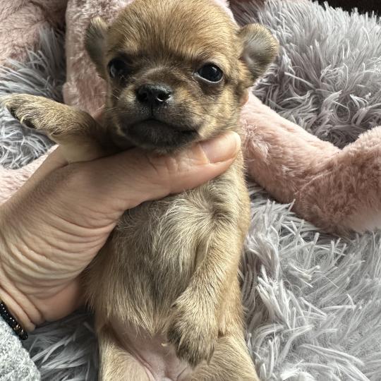 chiot Chihuahua Poil Court Fauve charbonnée Des Pierres de Lune  