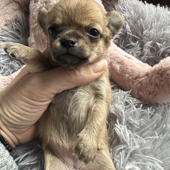 F2 Femelle Chihuahua Poil Long