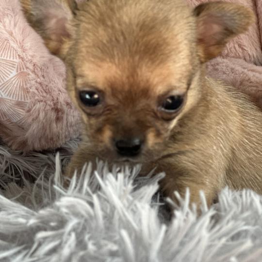 chiot Chihuahua Poil Court Fauve charbonnée F2 Des Pierres de Lune  