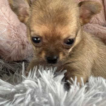 F2 Femelle Chihuahua Poil Court