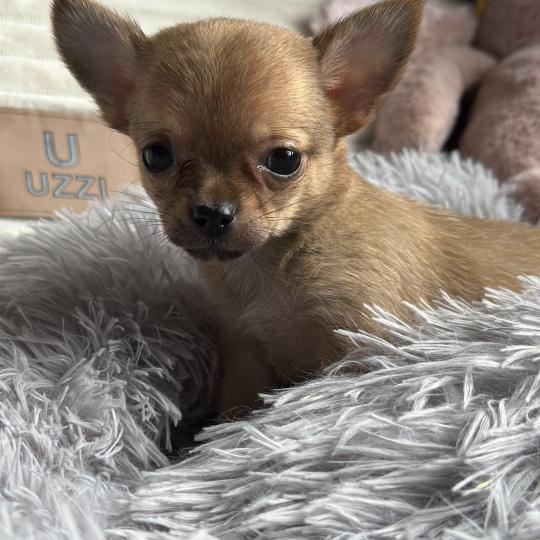 chiot Chihuahua Poil Court Fauve charbonnée F2 Des Pierres de Lune  