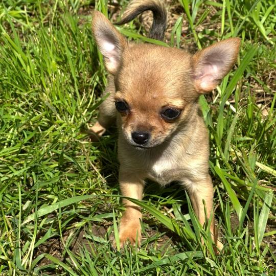 chiot Chihuahua Poil Court Fauve charbonnée F2 Des Pierres de Lune  