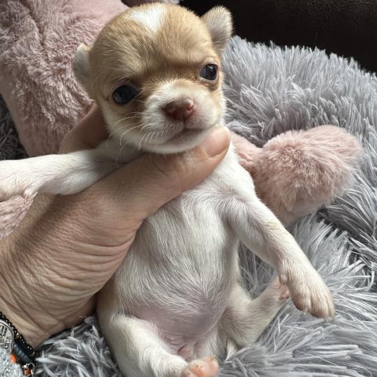 chiot Chihuahua Poil Court Blanche et marron Des Pierres de Lune  