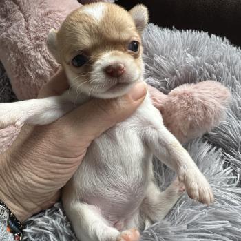 F1 Femelle Chihuahua Poil Court