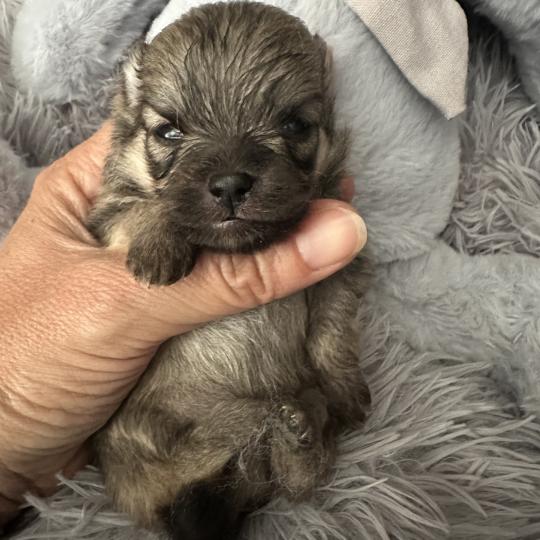 M1 Mâle Spitz allemand