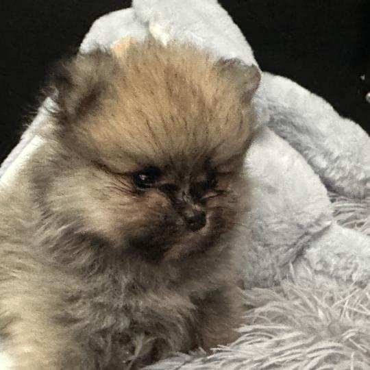chiot Spitz allemand Sable M1 Des Pierres de Lune  