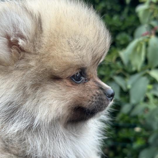 chiot Spitz allemand Sable M1 Des Pierres de Lune  