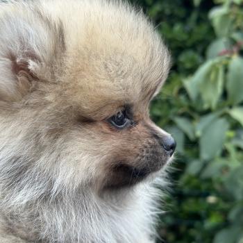 M1 Mâle Spitz allemand