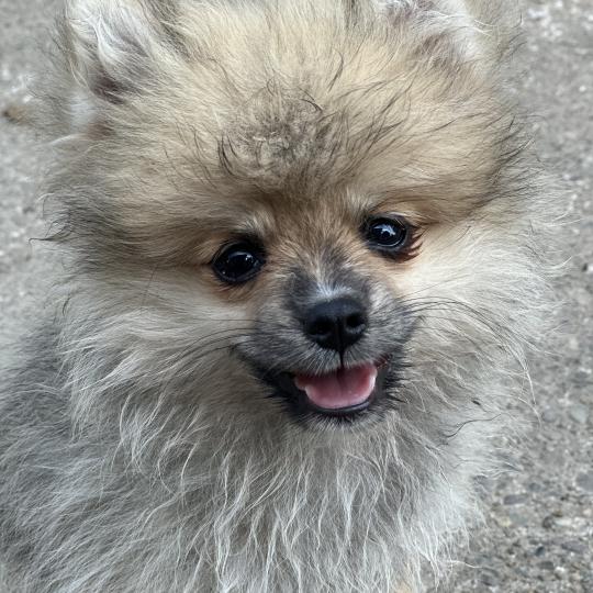 chiot Spitz allemand Sable M1 Des Pierres de Lune  