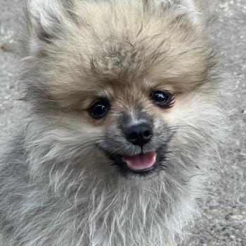 Bolt Mâle Spitz allemand