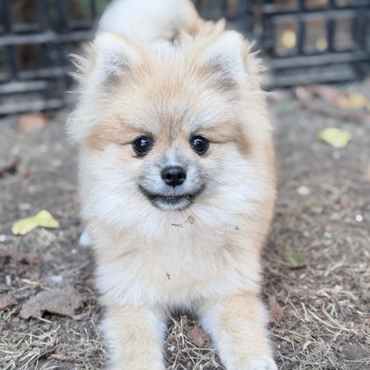 chiot Spitz allemand Sable Bolt Des Pierres de Lune  