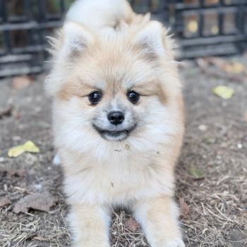 Bolt Mâle Spitz allemand