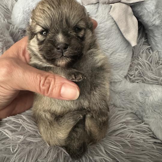 M2 Mâle Spitz allemand