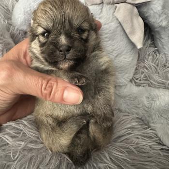 M2 Mâle Spitz allemand