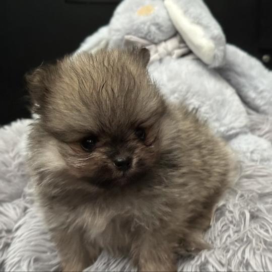 chiot Spitz allemand Sable M2 Des Pierres de Lune  