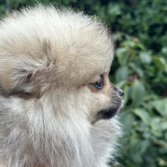 chiot Spitz allemand Sable M2 Des Pierres de Lune  