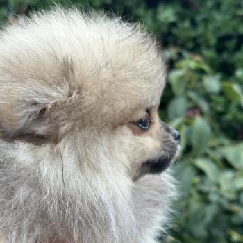 M2 Mâle Spitz allemand