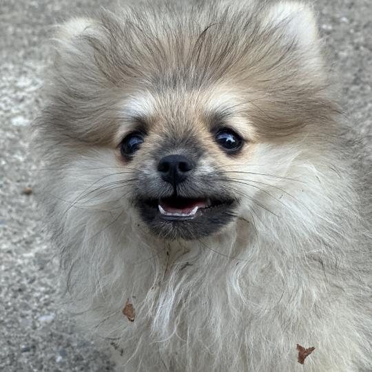 chiot Spitz allemand Sable M2 Des Pierres de Lune  