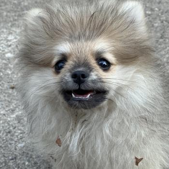 Bounty Mâle Spitz allemand