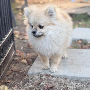 Bounty Mâle Spitz allemand