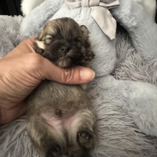 M3 Mâle Spitz allemand