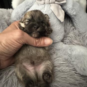 M3 Mâle Spitz allemand