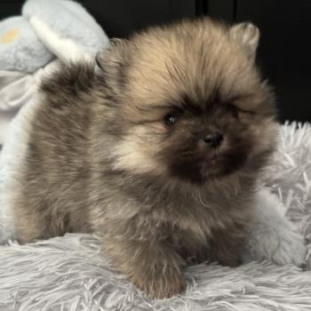 M3 Mâle Spitz allemand