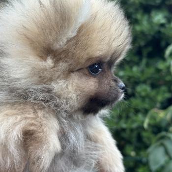M3 Mâle Spitz allemand