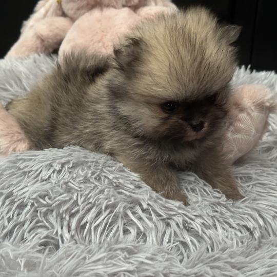 chiot Spitz allemand Sable F1 Des Pierres de Lune  