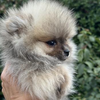 F1 Femelle Spitz allemand