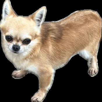 U2 Mâle Chihuahua Poil Court