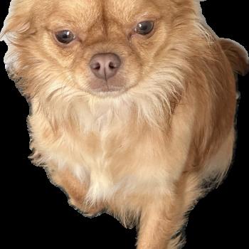 Vik Femelle Chihuahua Poil Long