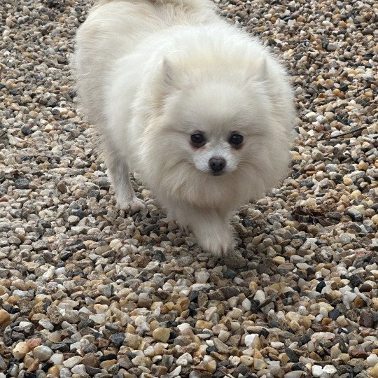 PLUME Femelle Spitz allemand