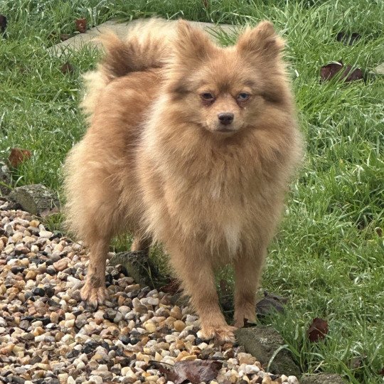 TWIX Femelle Spitz allemand