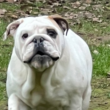 Triskell Femelle Bulldog anglais