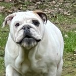 Triskell Femelle Bulldog anglais Triskell Femelle Bulldog anglais